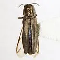 Agrilus olentangyi - Agrilus olentangyi