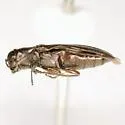 Agrilus olentangyi - photo 2