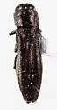 Agrilus olentangyi - photo 3