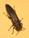 Agrilus olivaceoniger - photo 2