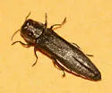 Agrilus olivaceoniger - photo 3