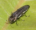 Agrilus olivaceoniger - photo 4