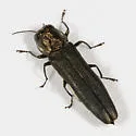 Agrilus olivaceoniger - photo 5