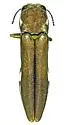 Agrilus ometauhtli