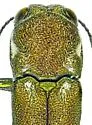 Agrilus ometauhtli - photo 2