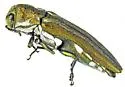 Agrilus ometauhtli - photo 3