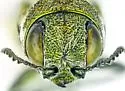 Agrilus ometauhtli - photo 4