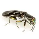 Agrilus ornatulus - Agrilus ornatulus