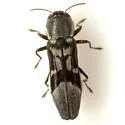 Agrilus ornatulus - photo 2