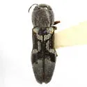 Agrilus ornatulus - photo 3