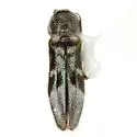 Agrilus ornatulus - photo 4