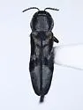 Agrilus ornatulus - photo 5