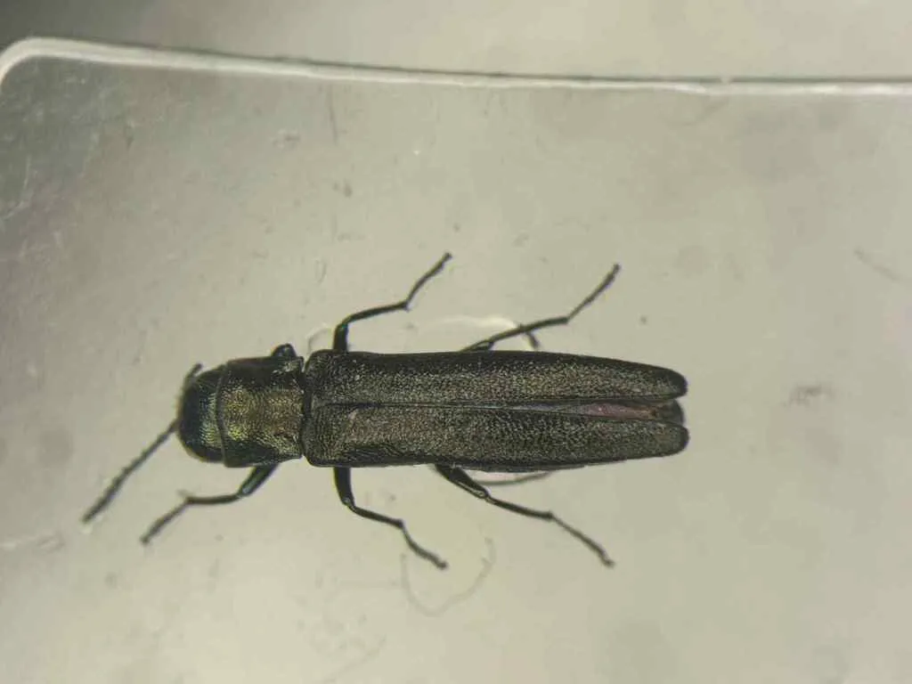 Agrilus osburni