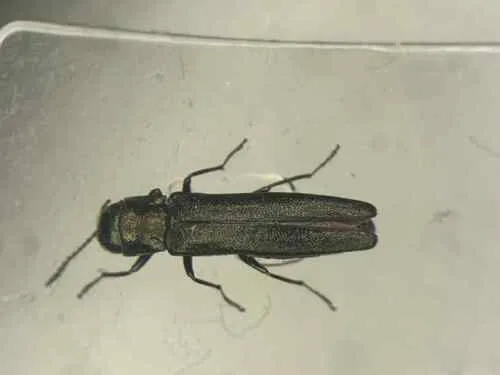 Agrilus osburni - photo 2