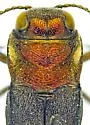 Agrilus palmerleei - photo 2