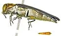 Agrilus palmerleei - photo 3