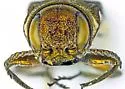 Agrilus palmerleei - photo 4