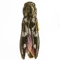 Agrilus parabductus
