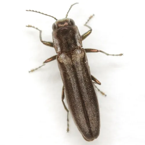 Agrilus paracelti
