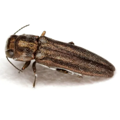 Agrilus paracelti - photo 2