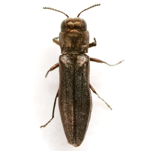 Agrilus paracelti - photo 3