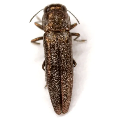 Agrilus paracelti - photo 4