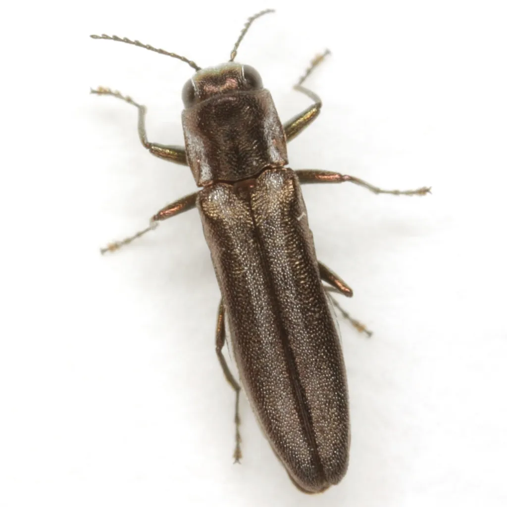 Agrilus paracelti - photo 5