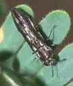 Agrilus paraimpexus - photo 2