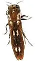 Agrilus paraimpexus - photo 3