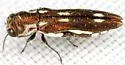 Agrilus paraimpexus - photo 4
