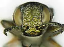 Agrilus parkeri - photo 4