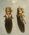 Agrilus parvus - Agrilus parvus