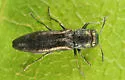 Agrilus parvus - photo 2