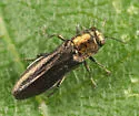 Agrilus parvus - photo 3