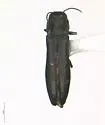 Agrilus parvus - photo 4