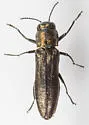 Agrilus parvus - photo 5