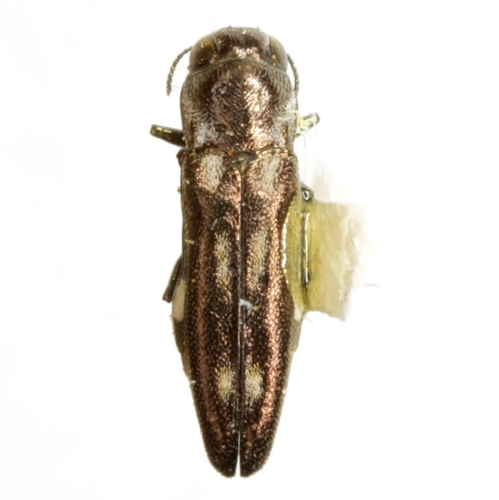 Agrilus pectoralis - photo 2
