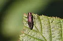 Agrilus pensus