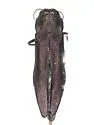 Agrilus pensus - photo 2