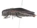 Agrilus pensus - photo 3