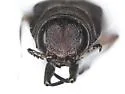 Agrilus pensus - photo 4