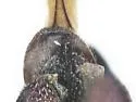 Agrilus pensus - photo 5