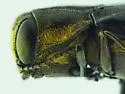 Agrilus pilosicollis