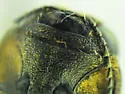 Agrilus pilosicollis - photo 2