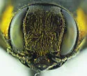 Agrilus pilosicollis - photo 3