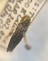 Agrilus pilosicollis - photo 4