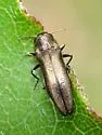 Agrilus pilosovittatus