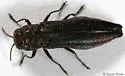 Agrilus politus - Agrilus politus