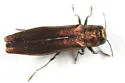 Agrilus politus - photo 2