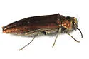 Agrilus politus - photo 3